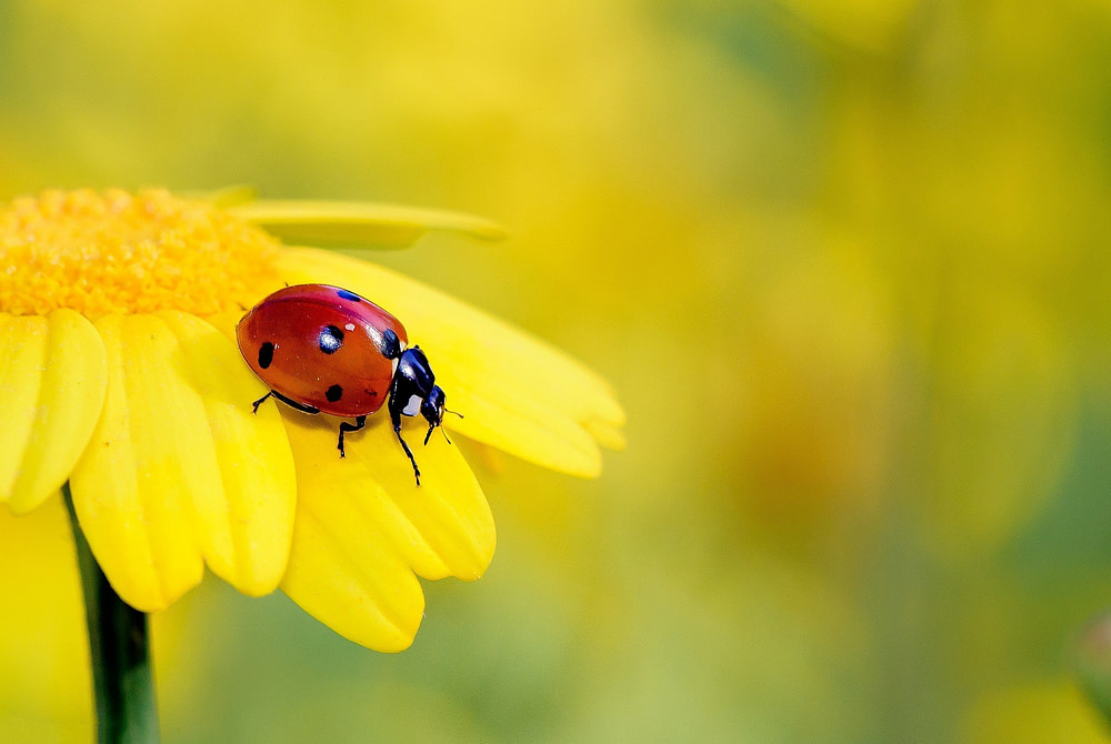 insects-4489864_1920