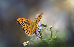 butterfly-6396254_1920